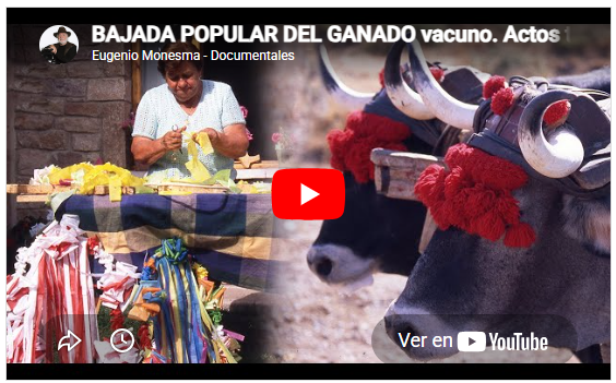 Bajada popular del ganado vacuno. Actos tradicionales de la fiesta de los campanos
