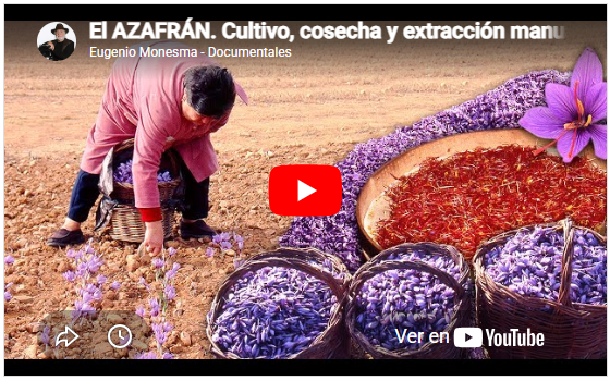Cultivo y recolección tradicional del azafrán | Azafraneros