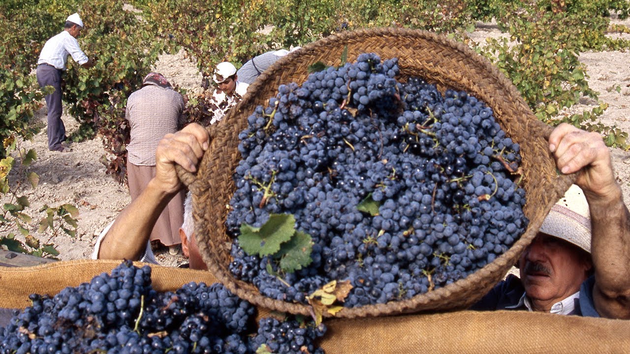 El vino. Proceso tradicional para su elaboración