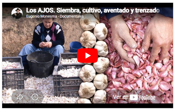Los ajos. Siembra, cultivo y trenzado tradicional de este alimento