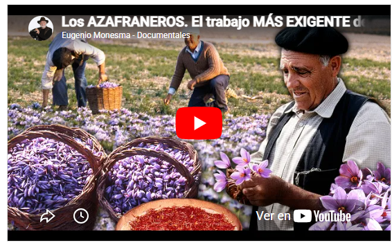 Los AZAFRANEROS. El trabajo MÁS EXIGENTE del campo para conseguir el valioso ORO ROJO: el AZAFRÁN