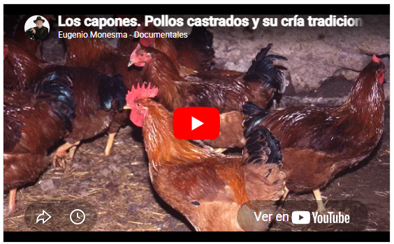 Los capones | Pollos castrados | Mundo animal | Veterinaria