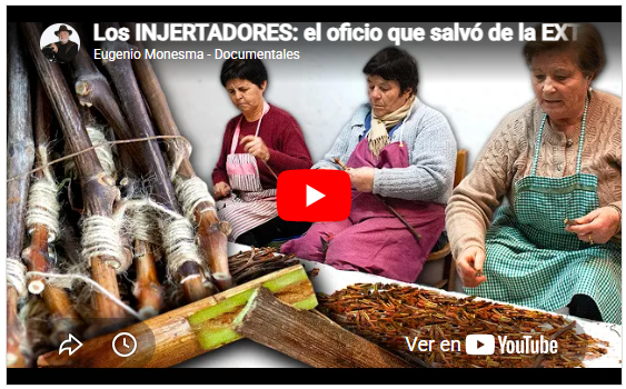 Los injertos de la vid en Berbinzana |Los INJERTADORES: el oficio que salvó de la EXTINCIÓN a los VIÑEDOS y al VINO en Europa