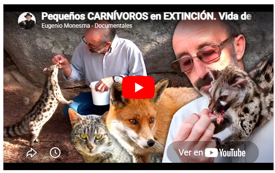 Pequeños CARNÍVOROS en EXTINCIÓN. Vida de un NATURALISTA protegiendo linces, zorros y más ANIMALES