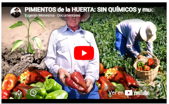 PIMIENTOS de la HUERTA: SIN QUÍMICOS y mucha paciencia del HORTELANO. Cultivo, riego y recolección