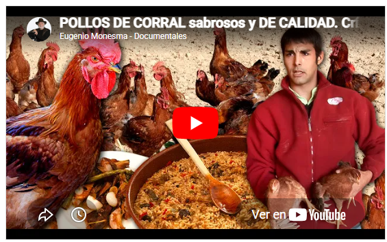 Pollos de corral | sabrosos y DE CALIDAD | Cría, cuidados y GUISOS caseros con arroz, crestas y setas