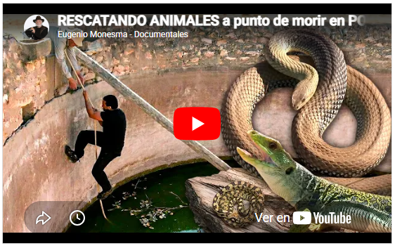 Rescate de animales | anfibios y reptiles
