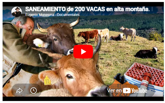 SANEAMIENTO de 200 VACAS en alta montaña. Búsqueda y control veterinario UNA A UNA en el Pirineo
