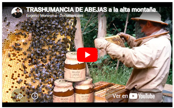 TRASHUMANCIA DE ABEJAS a la alta montaña. MILENARIO arte de seguir la floración y elaborar la MIEL|Las abejas y la miel